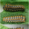 z polyxena larva3 volg